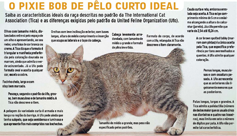 Gato Pixie Bob - Tudo sobre a raça